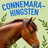 Connemarahingsten