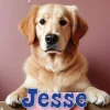 Jesse kosiokoira