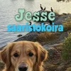 Jesse saaristokoira