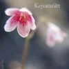 Kejsarsnitt