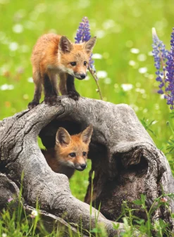 Palapeli 300 palaa Curious Foxes