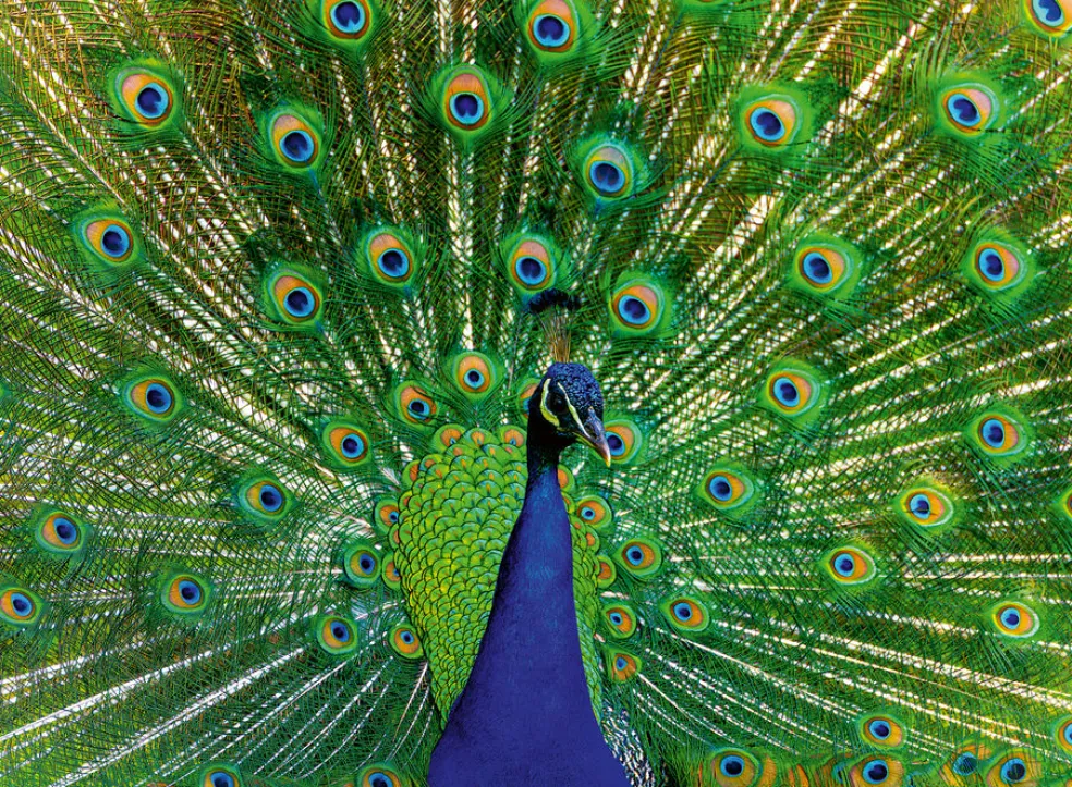 Palapeli 500 palaa Peacock