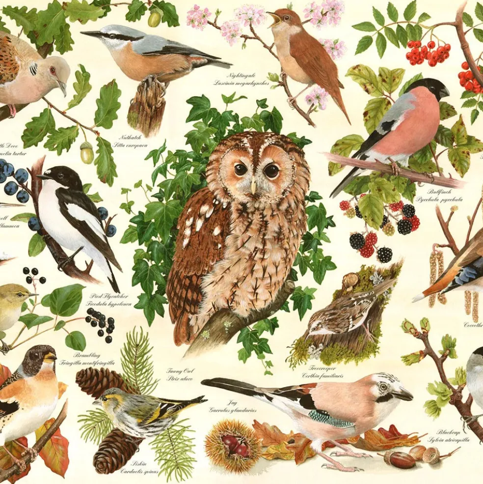 Palapeli 500 palaa Woodland Birds BIG