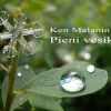 Pieni vesikirja