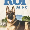 Susikoira Roi ja 9 C
